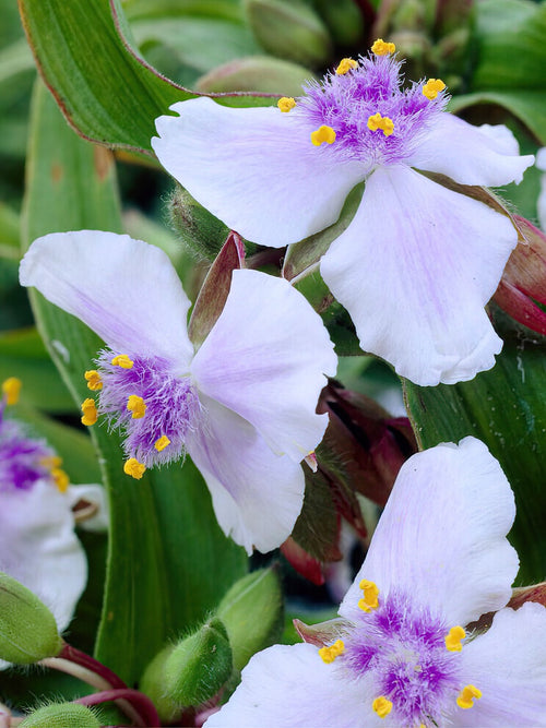 Spinnenlilie Osprey (Tradescantia) Wurzelnackte Pflanzen