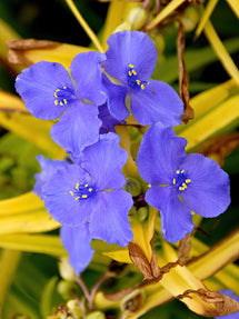 Spinnenlilie Sweet Kate (Tradescantia)