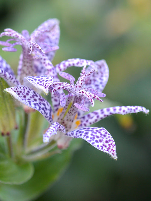 Kaufen Krötenlilie Blue Wonder (Tricyrtis)