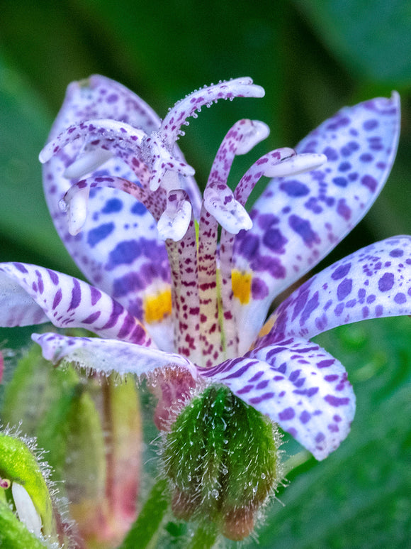 Krötenlilie Blue Wonder (Tricyrtis) online kaufen bei DutchGrown™