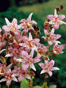 Krötenlilie Formosana (Tricyrtis)