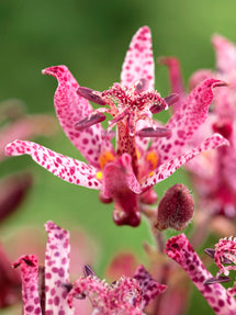 Krötenlilie Macropoda (Tricyrtis)