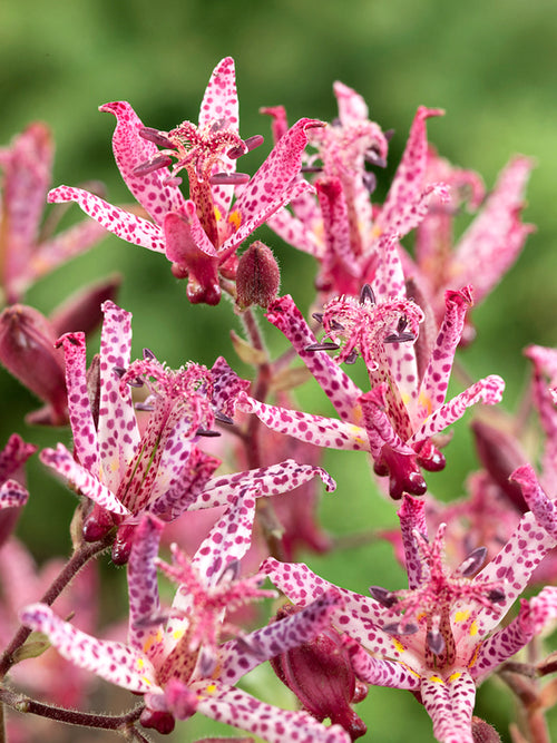 Kaufen Krötenlilie Macropoda (Tricyrtis)