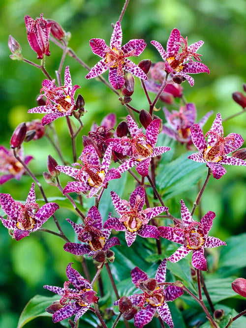 Krötenlilie Macropoda (Tricyrtis)