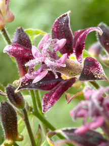 Krötenlilie Raspberry Mouse (Tricyrtis)