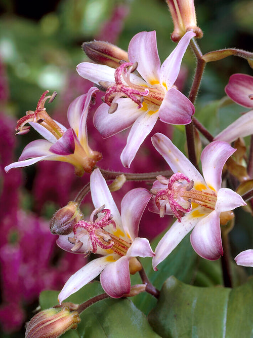 Kaufen Krötenlilie Taiwan Adbane (Tricyrtis)