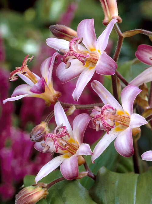 Kaufen Krötenlilie Taiwan Adbane (Tricyrtis)