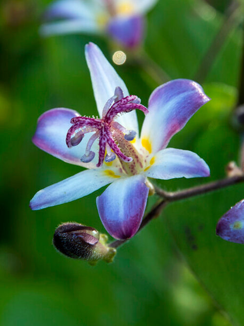 Krötenlilie Taiwan Adbane (Tricyrtis) Stauden kaufen