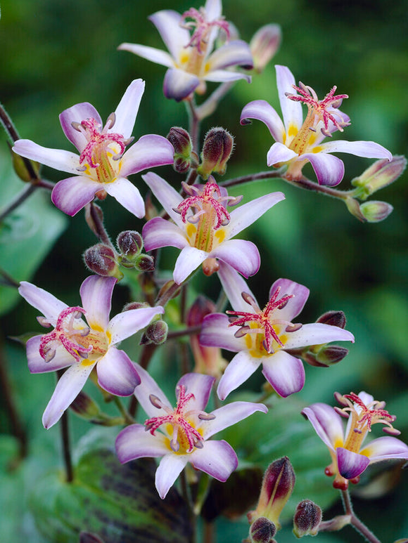 Krötenlilie Taiwan Adbane (Tricyrtis)