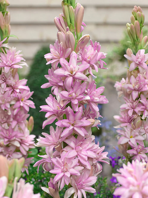 Tuberose Chia Nong Pink Sapphire (Polianthes) Blumenzwiebeln