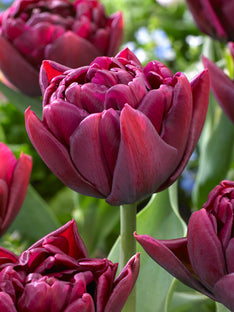 Tulpe Alison Bradley