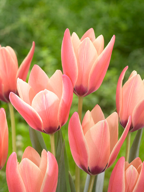 Botanische Tulpe Annika mit mehreren Blüten pro Stiel