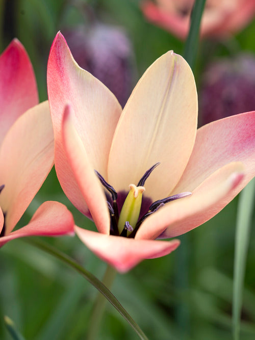 Tulpe Annika als elegante Wildtulpe im Garten