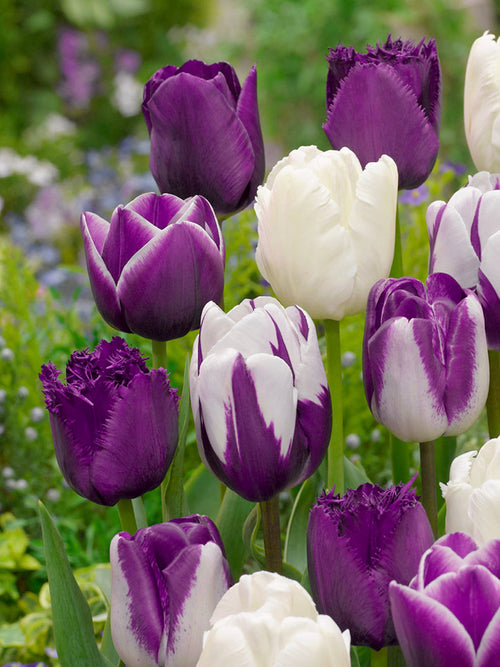 Tulpen Blueberry Snow Kollektion - Gemischte Tulpenzwiebeln zur Lieferung in Deutschland