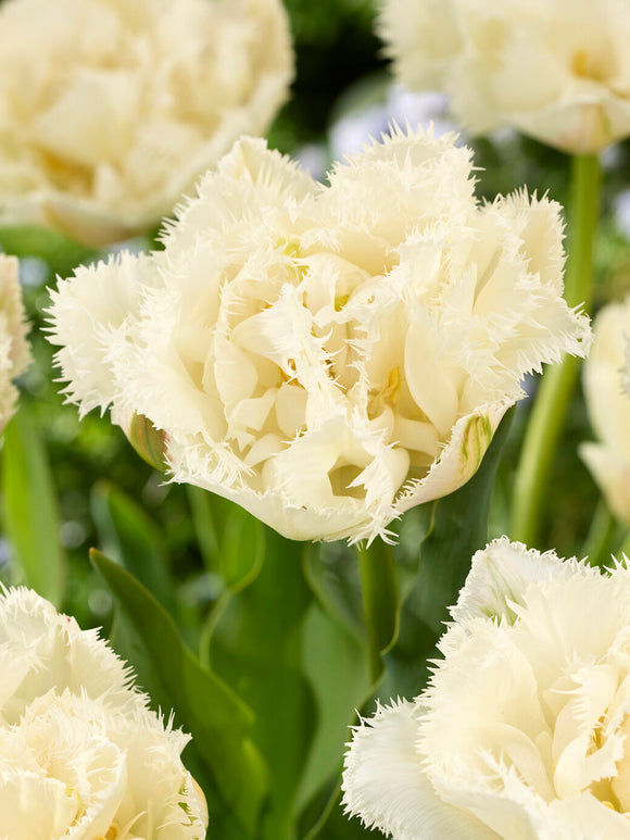 Tulpe Boot Camp