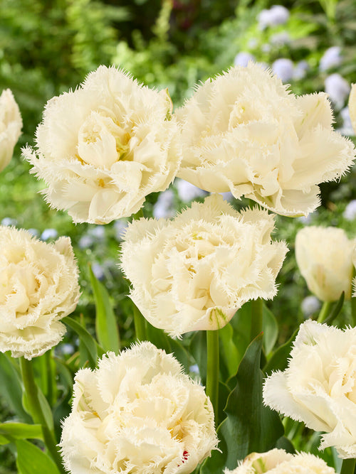 Tulpe Boot Camp