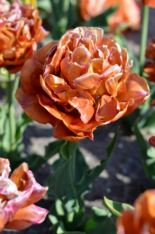 Tulpe Caramel als elegante Schnittblume