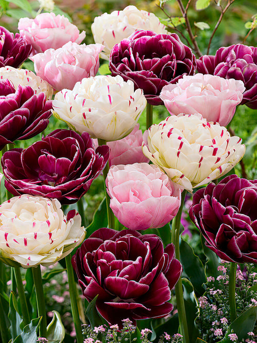 Tulpenkollektion Velvet Morning - Tulpenzwiebeln