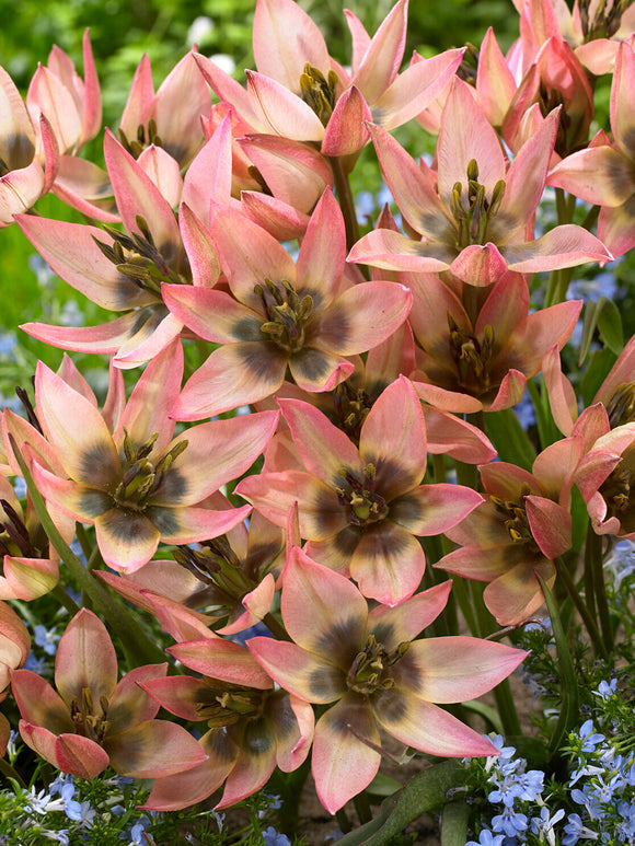 Zarte Wildtulpe Danique im Beet oder Topf