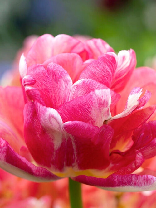 Tulpe Double Blizz