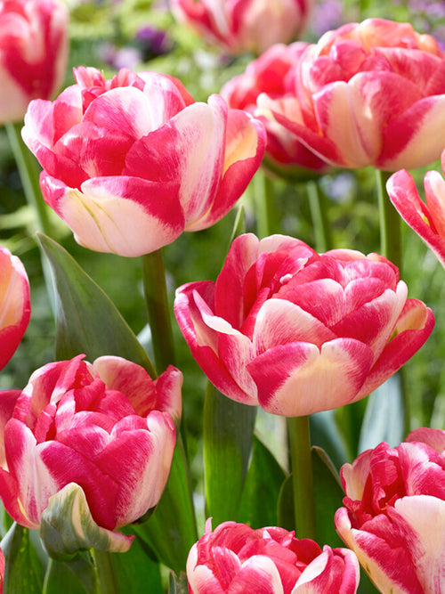 Tulpe Double Blizz