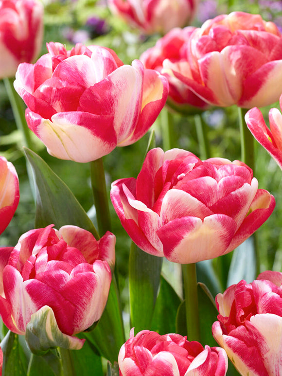Tulpe Double Blizz