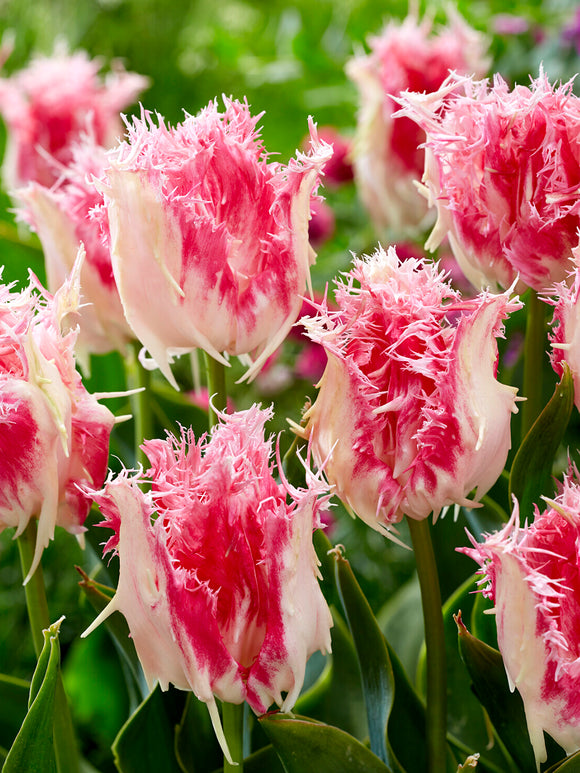 Detailaufnahme der gezackten Blütenblätter der Tulpe Drakensteyn