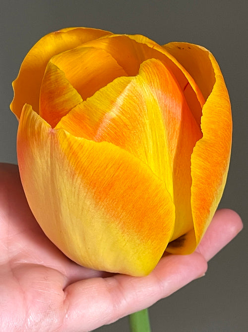 Tulpe Goldfinch - DutchGrown