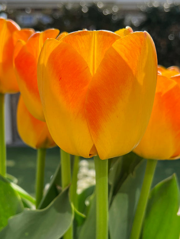 Tulpe Goldfinch 