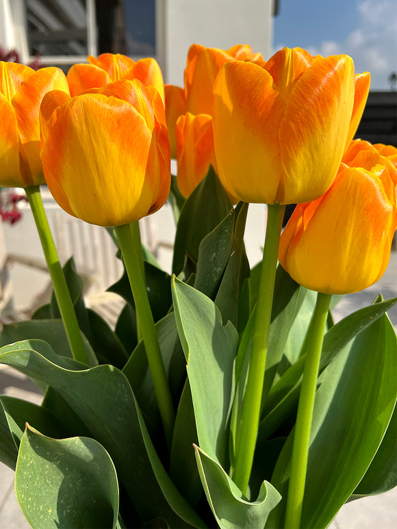 Tulpe Goldfinch