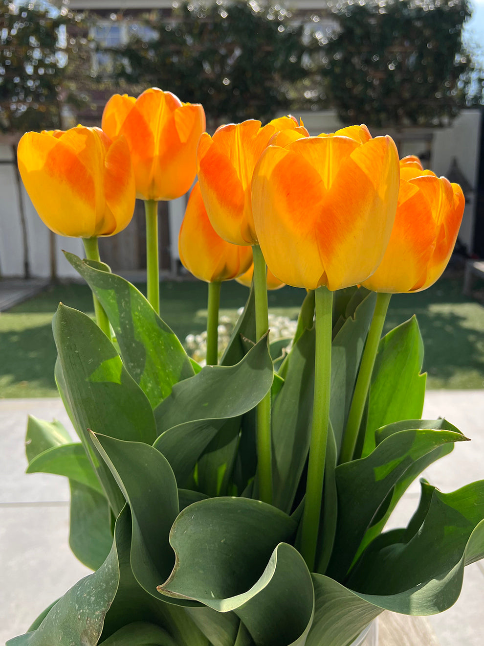 Tulpe Goldfinch | Tulpen kaufen