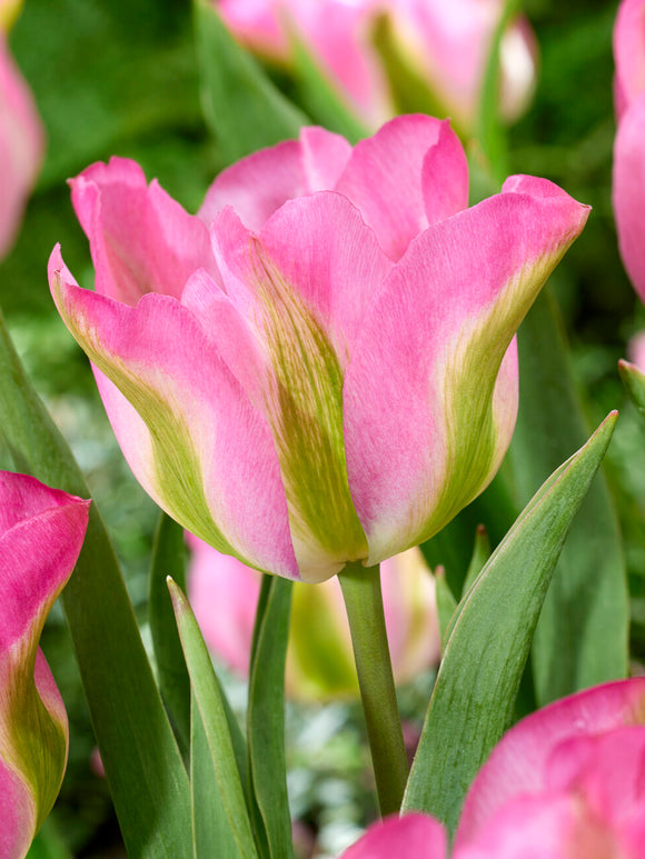 Viridiflora Tulpe Greenland im Beet