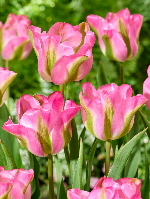 Rosa Tulpe mit grünen Streifen