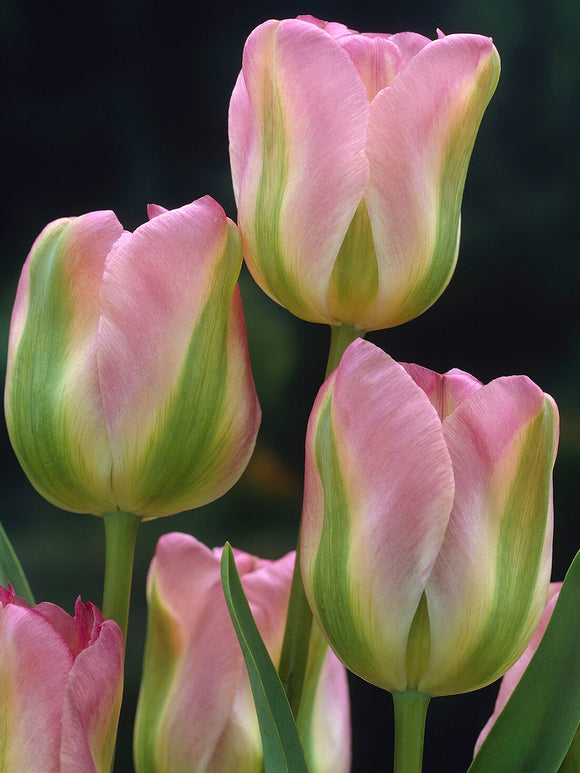 Greenland Tulpe Nahaufnahme