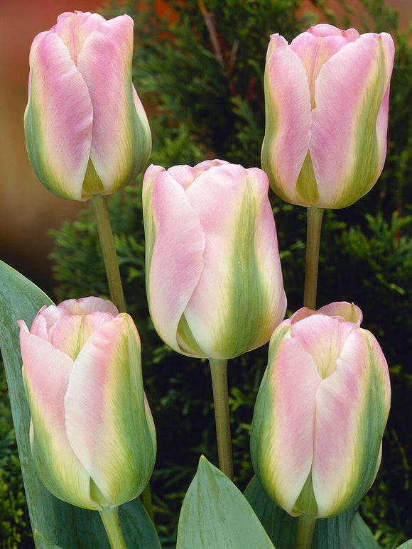 Tulpe Greenland rosa grün