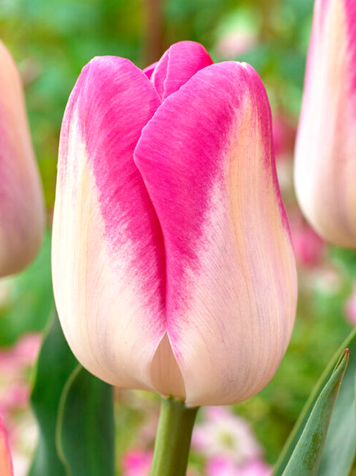 Tulpe Innuendo Blumenzwiebeln bestellen