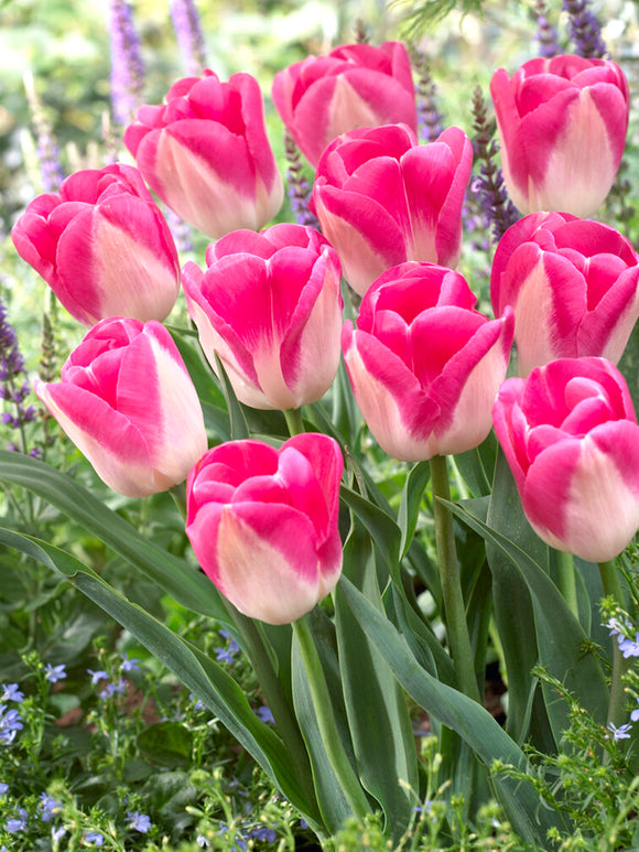 Tulpe Innuendo Blumenzwiebeln bestellen