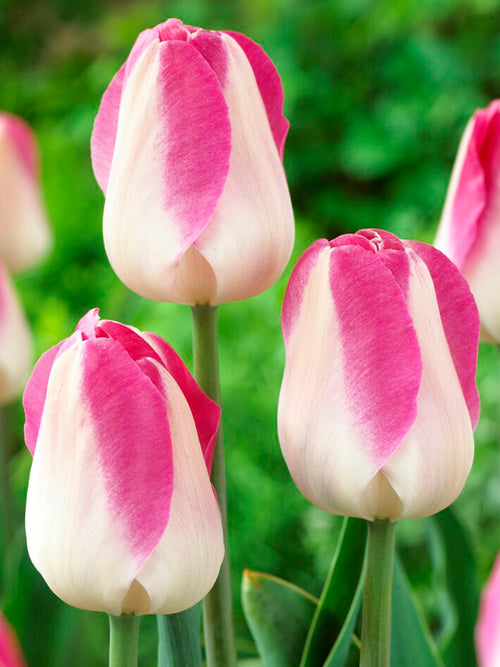 Tulpe Innuendo Blumenzwiebeln bestellen