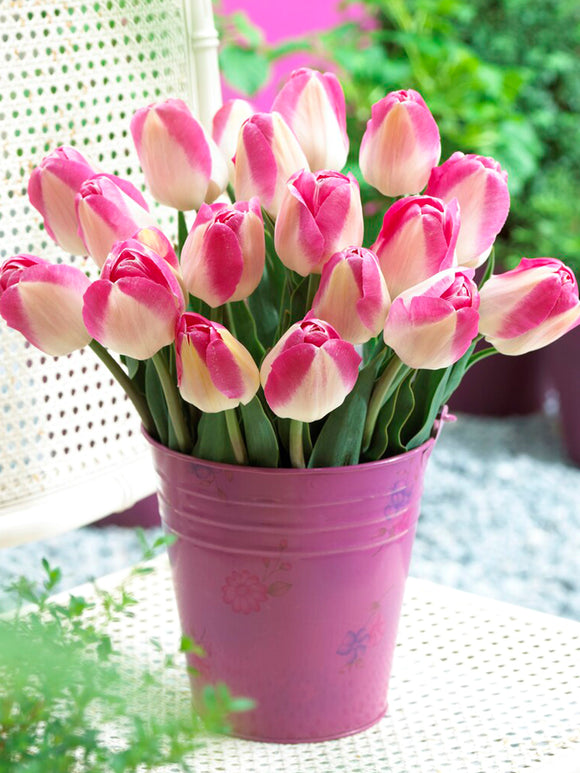 Tulpe Innuendo Blumenzwiebeln bestellen