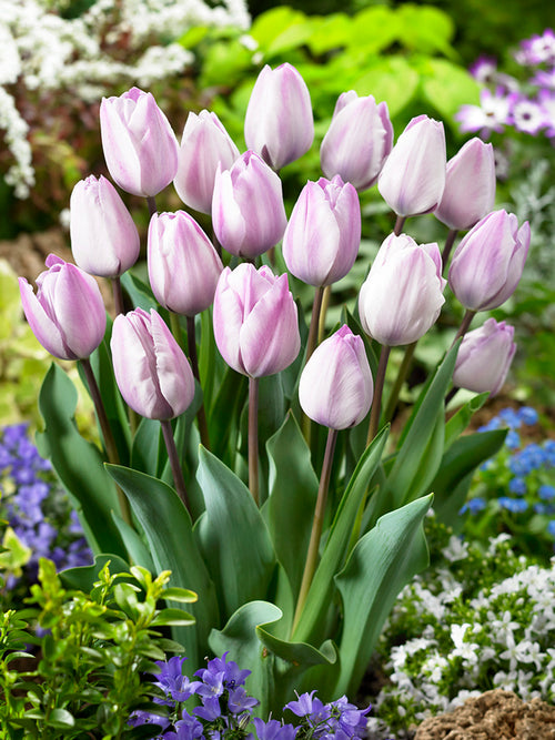 Buy Tulip Bulbs Jacuzzi from Holland