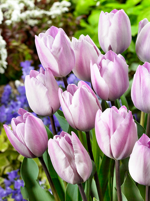 Buy Tulip Bulbs Jacuzzi from Holland
