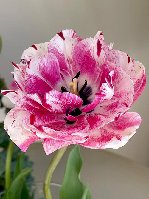 Tulpe Jonquieres
