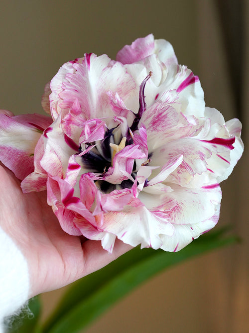 Tulpe Jonquieres