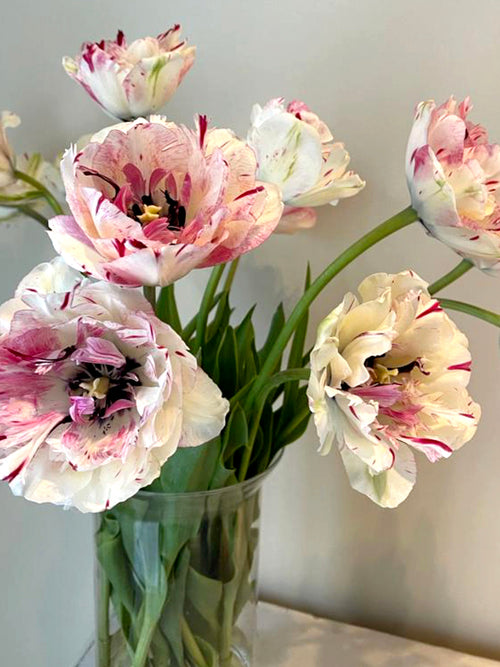 Tulpe Jonquieres