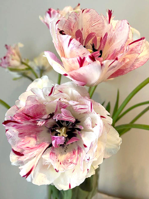 Tulpenzwiebeln Jonquieres