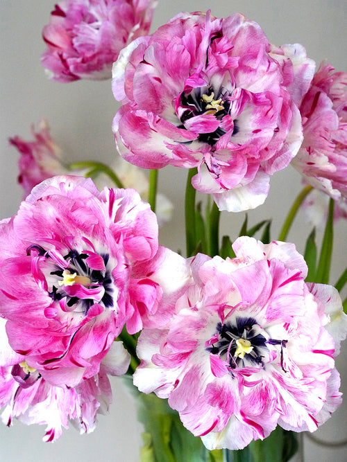 Tulpenzwiebeln Jonquieres