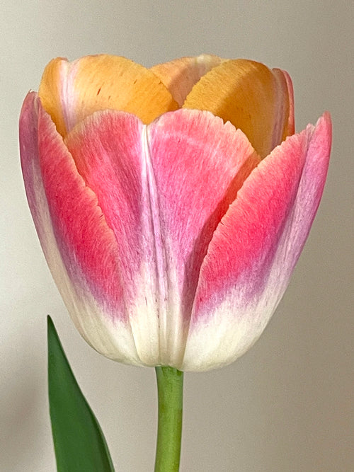 Tulpe Jumbo Jet