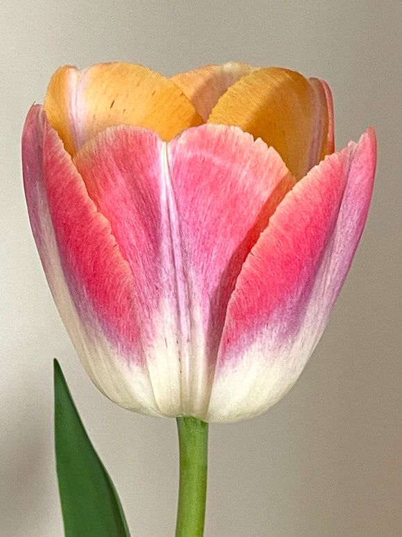 Tulpe Jumbo Jet