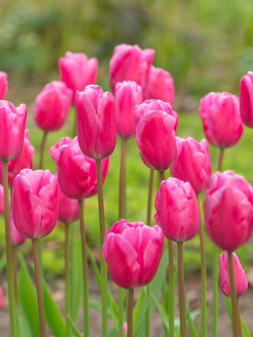 Tulpe Jumbo Pink