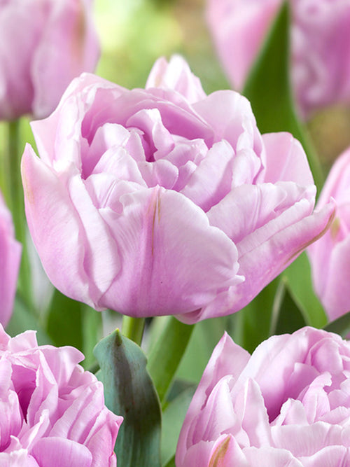 Tulpe Katinka
